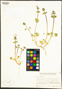 Lamium amplexicaule image