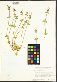 Lamium amplexicaule image