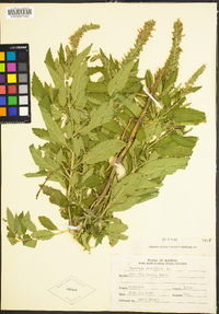 Image of Teucrium botrys