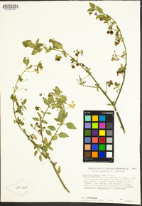 Solanum douglasii image