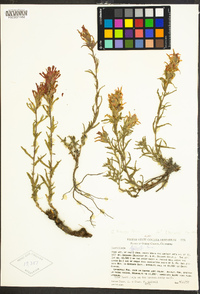 Castilleja applegatei subsp. pallida image