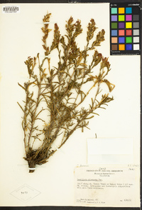 Castilleja applegatei subsp. pallida image