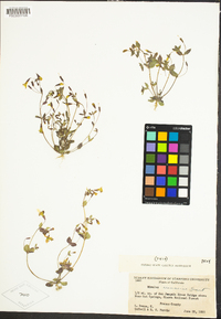 Erythranthe floribunda image