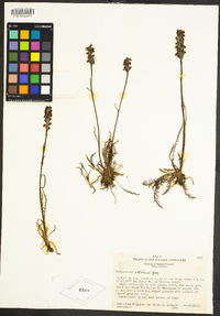 Pedicularis attollens image