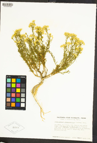 Acamptopappus shockleyi image