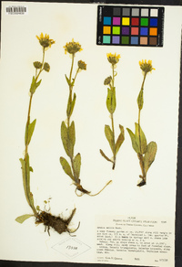 Arnica mollis image