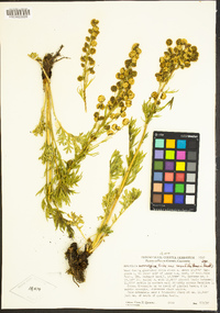 Artemisia norvegica subsp. saxatilis image