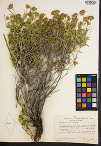 Brickellia atractyloides var. arguta image