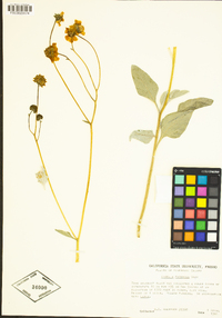 Encelia farinosa image