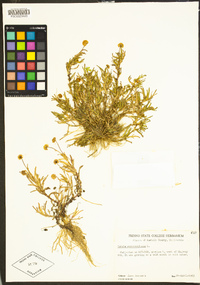 Cotula coronopifolia image