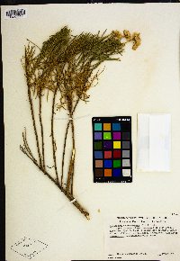 Ericameria arborescens image