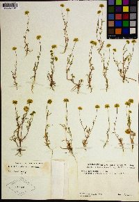 Lasthenia ferrisiae image