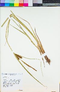 Carex vesicaria image