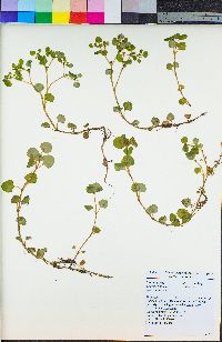 Chrysosplenium glechomifolium image