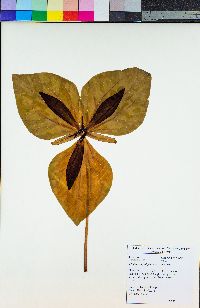 Trillium angustipetalum image