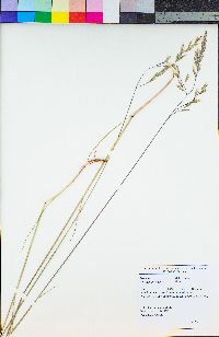 Festuca idahoensis image