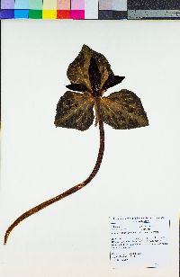 Trillium angustipetalum image