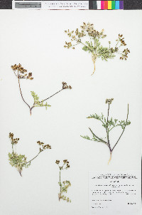 Lomatium nevadense var. nevadense image