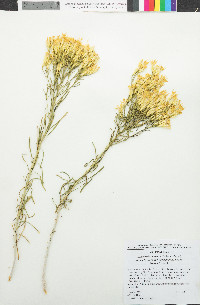 Ericameria nauseosa var. oreophila image