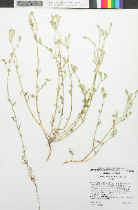 Cryptantha decipiens image