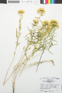 Chrysothamnus viscidiflorus image