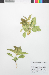 Asclepias nyctaginifolia image