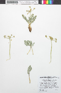 Lomatium foeniculaceum image