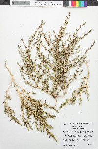 Amaranthus albus image