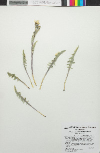 Crepis occidentalis image