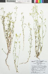 Cryptantha pterocarya var. purpusii image