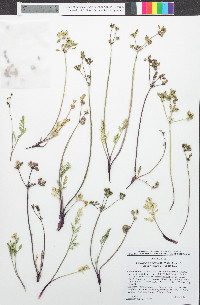 Lomatium nevadense image