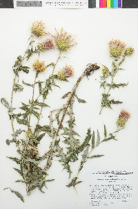 Cirsium arizonicum var. arizonicum image