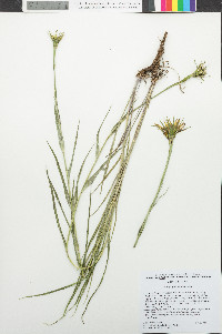 Tragopogon dubius image