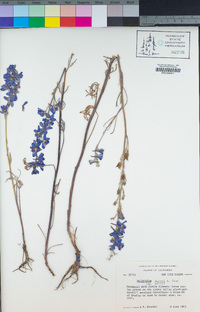 Delphinium parryi subsp. parryi image