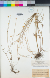 Ranunculus occidentalis var. occidentalis image