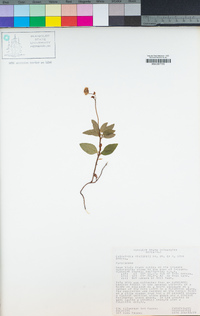 Chimaphila menziesii image