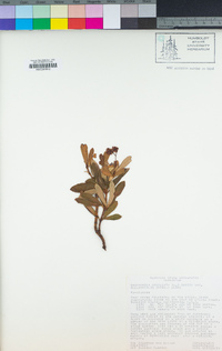 Chimaphila umbellata image