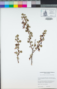 Ribes roezlii var. cruentum image