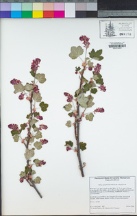 Ribes sanguineum var. sanguineum image