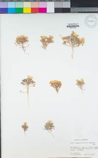 Langloisia setosissima subsp. punctata image