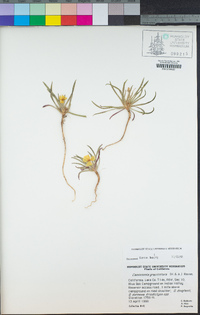 Tetrapteron graciliflorum image