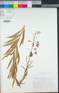 Chamerion angustifolium subsp. circumvagum image