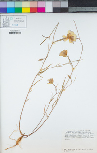 Clarkia amoena subsp. huntiana image