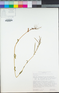 Epilobium brachycarpum image