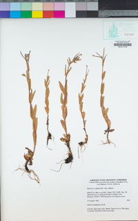 Epilobium ciliatum subsp. ciliatum image