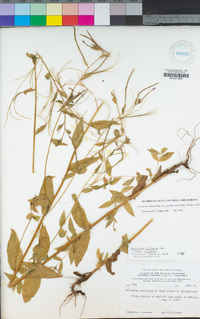 Epilobium ciliatum subsp. glandulosum image