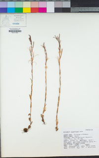 Epilobium ciliatum subsp. glandulosum image