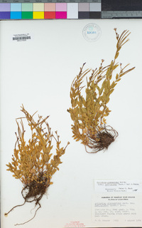 Epilobium glaberrimum subsp. fastigiatum image