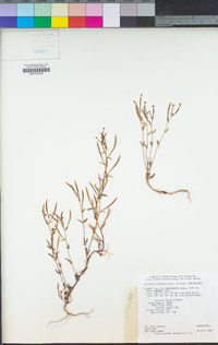 Epilobium minutum image