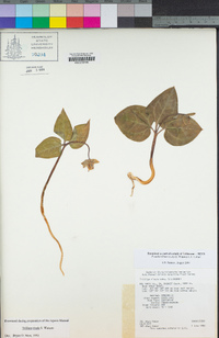 Pseudotrillium rivale image